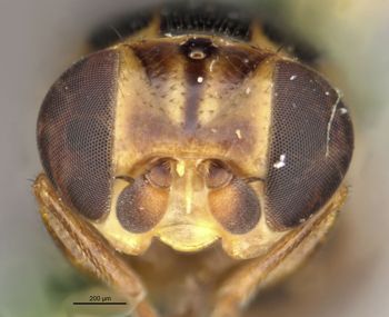 Media type: image;   Entomology 13369 Aspect: head frontal view